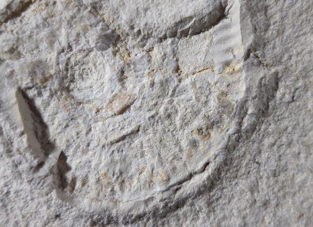 Taramelliceras (Fontanesiella) prolithographicum FONTANNES 1879 - Bild © FossNet FossilienStore